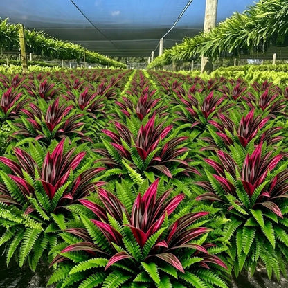 💥Summer Special🔥 UV-resistant artificial ferns & red dragon trees – Full, lush, and colorfast!