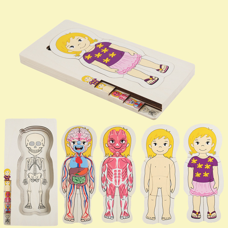 🧩 Human Body Jigsaw Puzzle