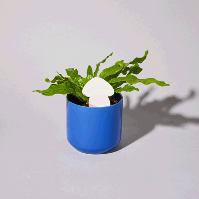 🌹Biodegradable Plant Color Changing Hygrometer