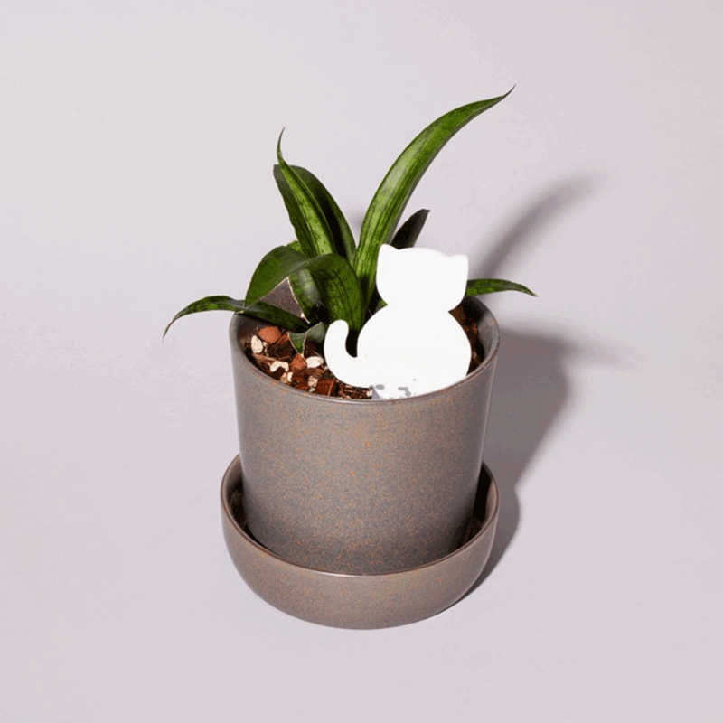 🌹Biodegradable Plant Color Changing Hygrometer