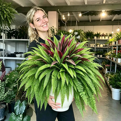 💥Summer Special🔥 UV-resistant artificial ferns & red dragon trees – Full, lush, and colorfast!
