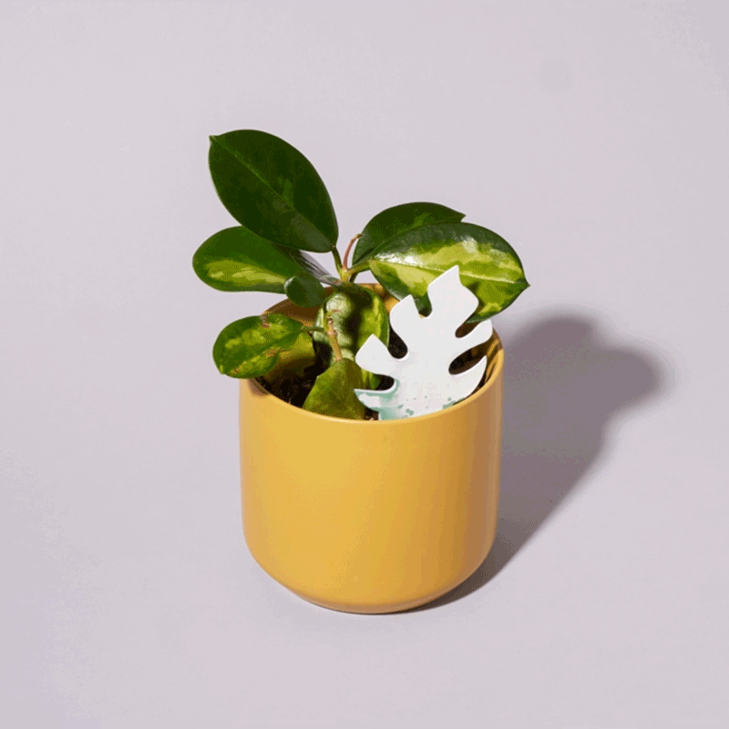 🌹Biodegradable Plant Color Changing Hygrometer