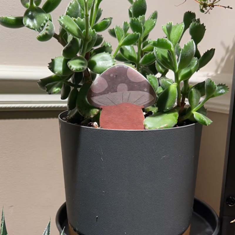 🌹Biodegradable Plant Color Changing Hygrometer